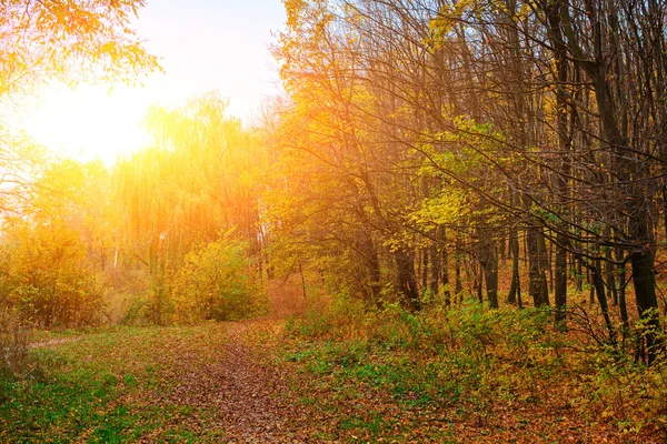 Paisagem Brilhante Colorida Floresta Outono Com Trilha Coberta Com Folha — Fotografia de Stock