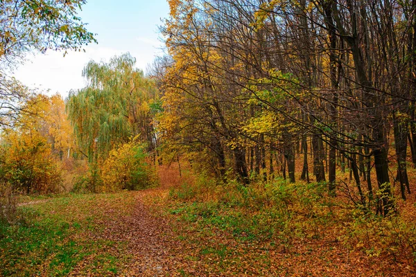 Ljusa Och Färgstarka Landskap Hösten Skogen Med Trail Täckt Med — Stockfoto