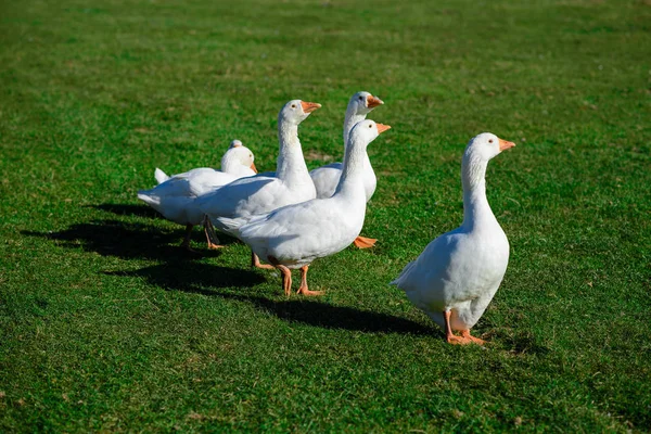 Schneegans Auf Dem Gras Nutztier — Stockfoto