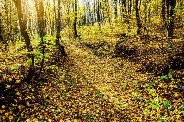 Światło Słoneczne Lesie Jesienią Jesienny Krajobraz — Zdjęcie stockowe