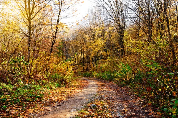 Światło Słoneczne Lesie Jesienią Jesienny Krajobraz — Zdjęcie stockowe