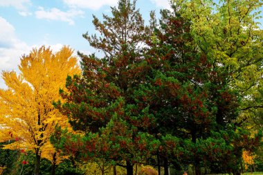sonbahar ağaçları ile parkta güneşli manzara