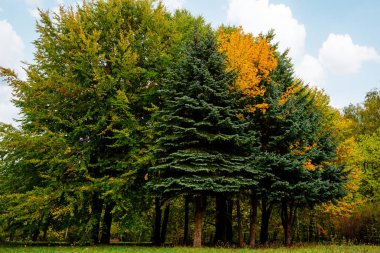 sonbahar ağaçları ile parkta güneşli manzara
