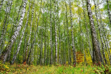 Grove huş ağaçları ve sonbaharda kuru ot