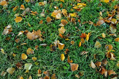 Parlak renkli sonbahar yaprakları. Buz gibi..