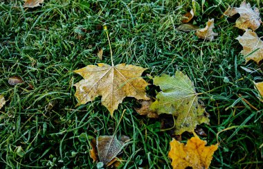 Parlak renkli sonbahar yaprakları. Buz gibi..