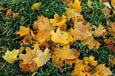 Parlak renkli sonbahar yaprakları. Buz gibi..