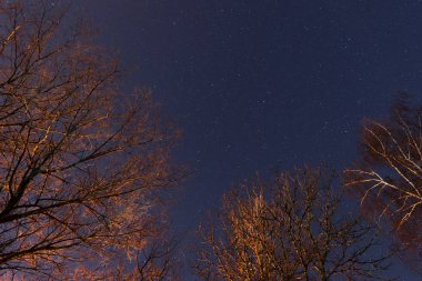 Güzel bir gece gökyüzü, Samanyolu ve ağaçlar