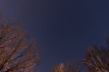 Güzel bir gece gökyüzü, Samanyolu ve ağaçlar