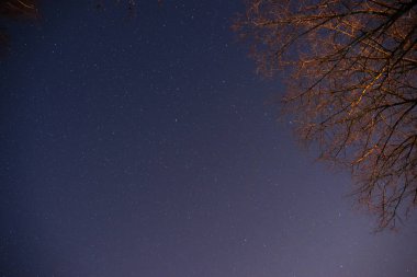 Güzel bir gece gökyüzü, Samanyolu ve ağaçlar