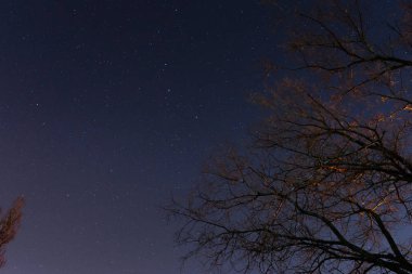 Güzel bir gece gökyüzü, Samanyolu ve ağaçlar