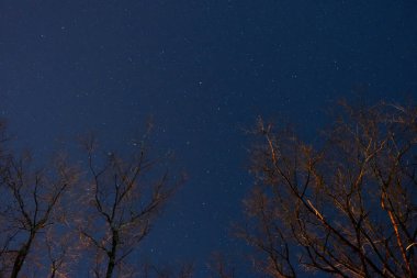 Güzel bir gece gökyüzü, Samanyolu ve ağaçlar