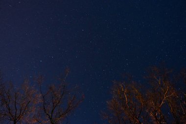 Güzel bir gece gökyüzü, Samanyolu ve ağaçlar