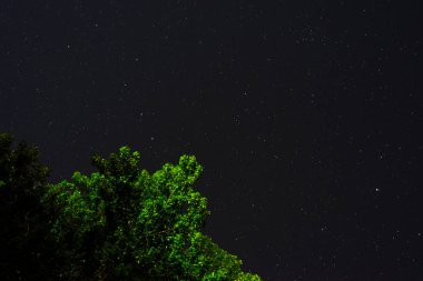 Mavi karanlık gece gökyüzünde birçok yıldız alan ağaçların yukarıda. Milkyway cosmos arka plan