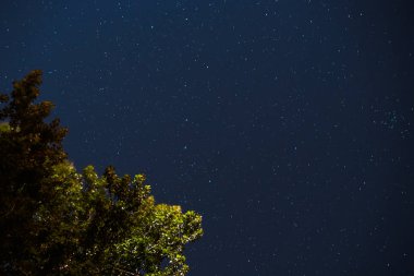 Mavi karanlık gece gökyüzünde birçok yıldız alan ağaçların yukarıda. Milkyway cosmos arka plan