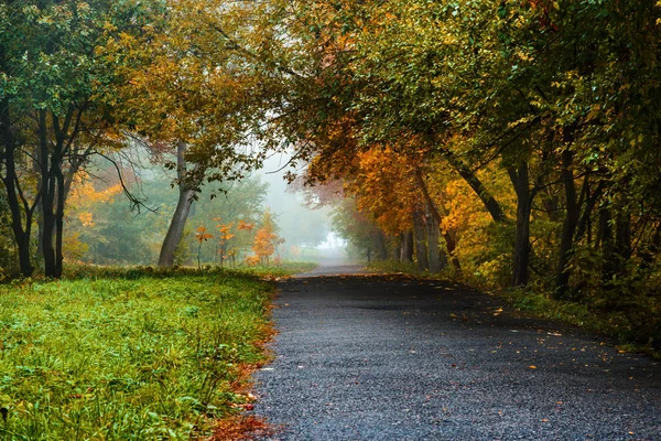 Sonbahar orman yolda. Perspektif içinde sonbahar manzara