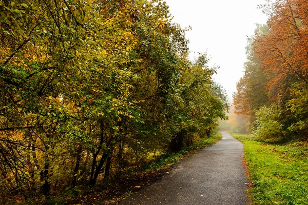 Sonbahar orman yolda. Perspektif içinde sonbahar manzara