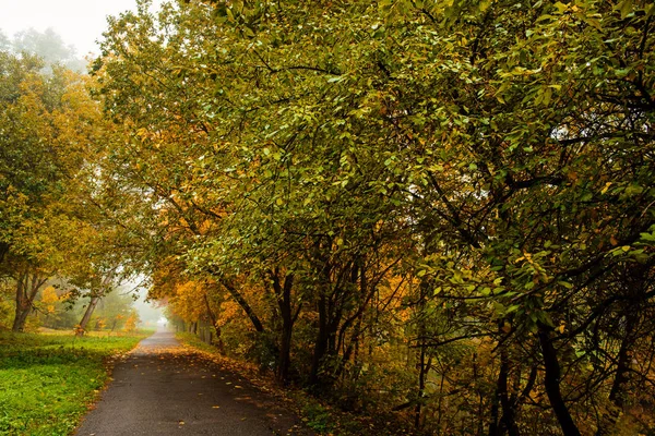 Sonbahar orman yolda. Perspektif içinde sonbahar manzara