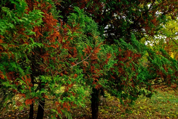 Paisagem Ensolarada Parque Com Árvores Outono — Fotografia de Stock