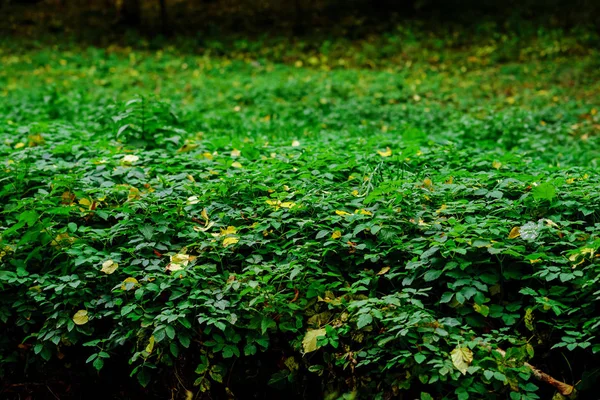 Mint Daun Background Mint Daun Hijau Tanaman Dengan Sifat Aromatik — Stok Foto