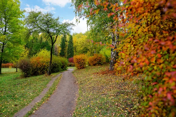 Lumière Soleil Dans Forêt Automne Paysage Automne — Photo