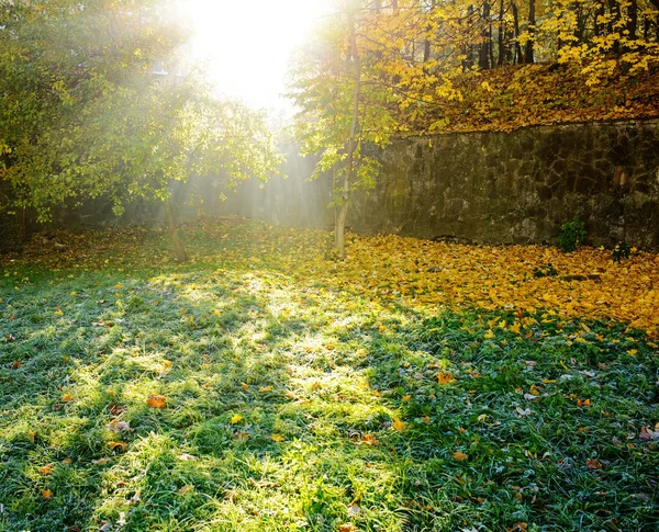 Paysage Automne Feuilles Jaunes Sèches Rayons Soleil Brille Travers Les — Photo