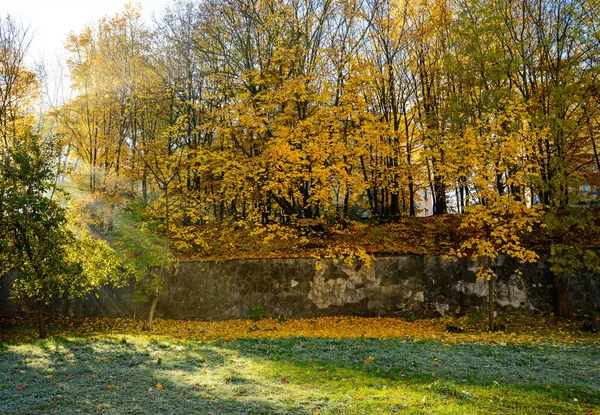 Paysage Automne Feuilles Jaunes Sèches Rayons Soleil Brille Travers Les — Photo