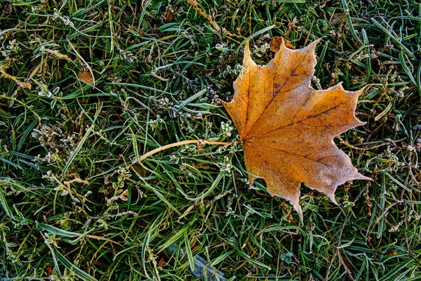 Fondo Hojas Otoño Hojas Otoño Parque — Foto de Stock