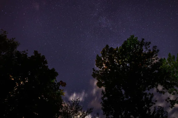 Ormanın Silueti Gece Gökyüzünde — Stok fotoğraf