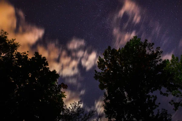 Silueta Lesa Noční Obloze — Stock fotografie