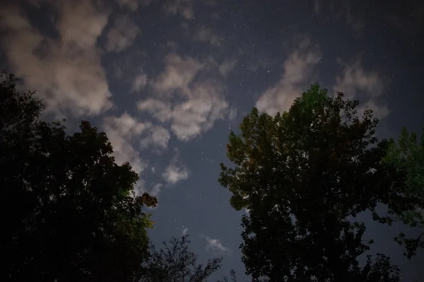 Silueta Del Bosque Cielo Nocturno — Foto de Stock