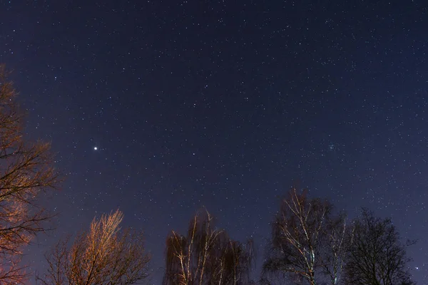 Güzel Bir Gece Gökyüzü Samanyolu Ağaçlar — Stok fotoğraf