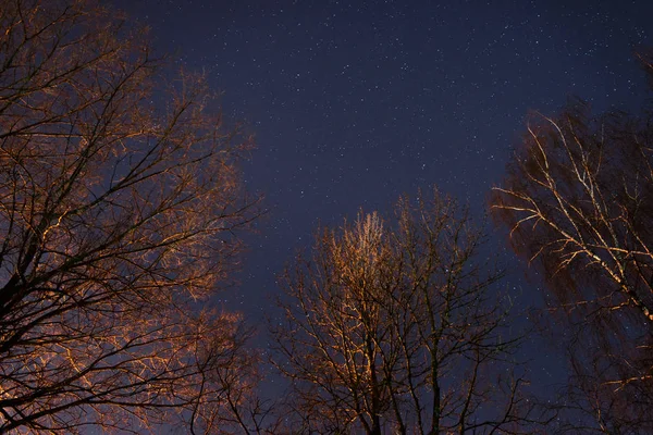 Bel Cielo Notturno Lattea Gli Alberi — Foto Stock