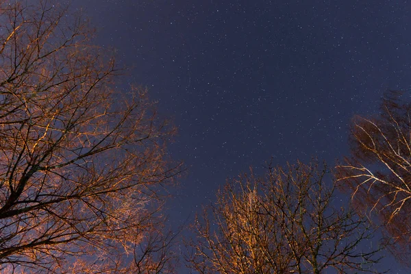 Hermoso Cielo Nocturno Vía Láctea Los Árboles — Foto de Stock