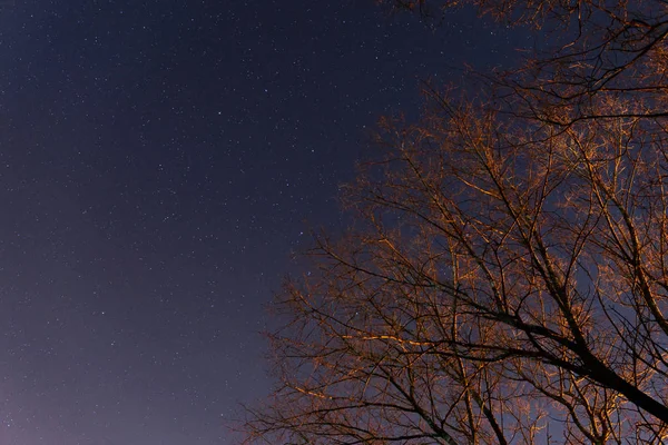 Krásná Noční Obloha Mléčná Dráha Stromy — Stock fotografie