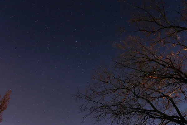 Beautiful Night Sky Milky Way Trees — Stock Photo, Image