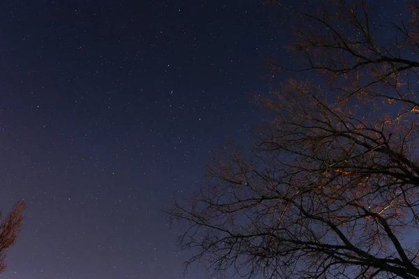 Beau Ciel Nocturne Voie Lactée Les Arbres — Photo