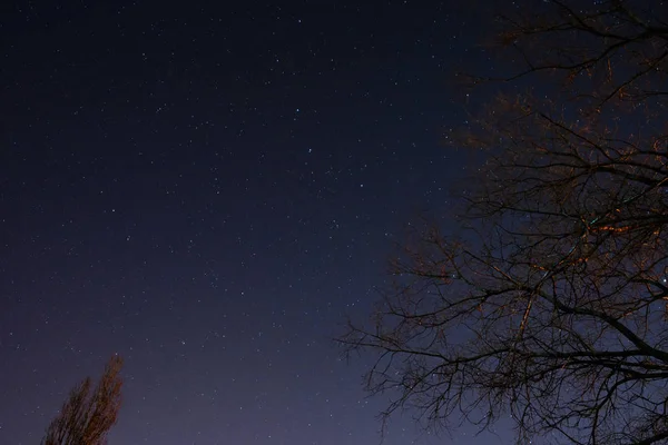 Krásná Noční Obloha Mléčná Dráha Stromy — Stock fotografie