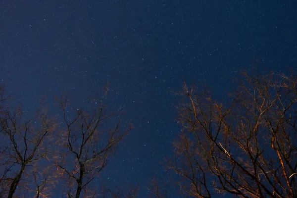 Güzel bir gece gökyüzü, Samanyolu ve ağaçlar