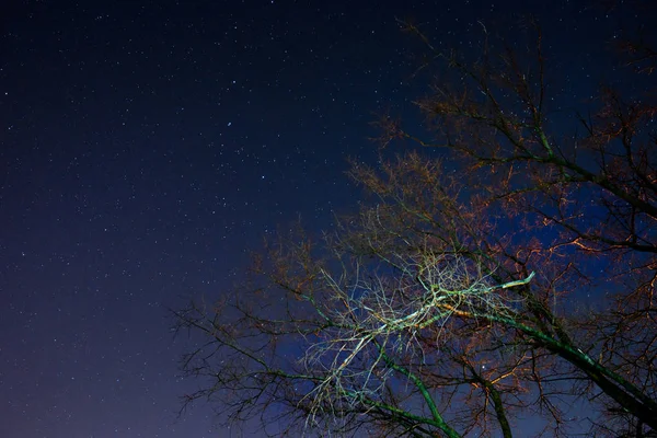 Hermoso Cielo Nocturno Vía Láctea Los Árboles —  Fotos de Stock