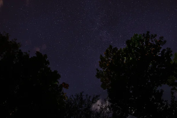 Silhueta Floresta Céu Noturno — Fotografia de Stock