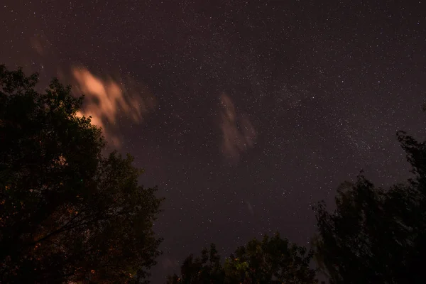 Silueta Lesa Noční Obloze — Stock fotografie