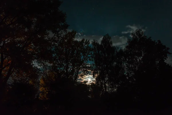 Ormanın Silueti Gece Gökyüzünde — Stok fotoğraf