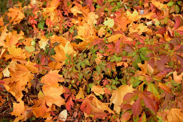 Amarelo Laranja Vermelho Folhas Outono Parque Outono — Fotografia de Stock