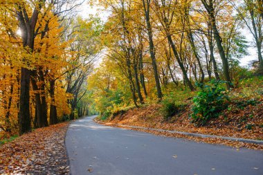 Yeni yol boyunca auttumn ağaçları düşmüş turuncu ve sarı yaprak ile parlak ve doğal peyzaj.