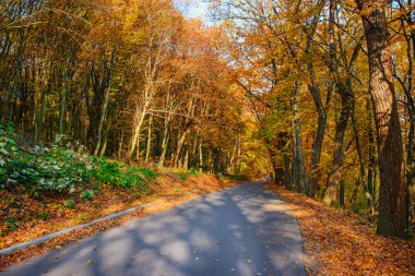 Yeni yol boyunca auttumn ağaçları düşmüş turuncu ve sarı yaprak ile parlak ve doğal peyzaj.