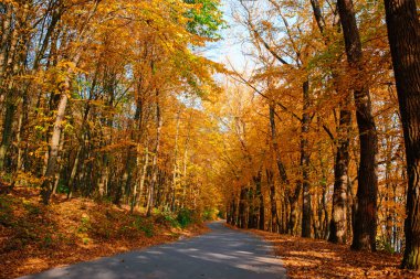 Yeni yol boyunca auttumn ağaçları düşmüş turuncu ve sarı yaprak ile parlak ve doğal peyzaj.