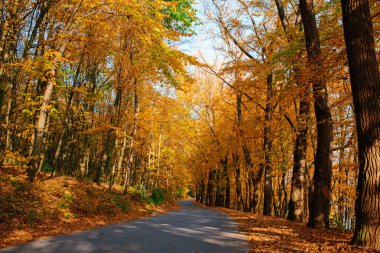 Yeni yol boyunca auttumn ağaçları düşmüş turuncu ve sarı yaprak ile parlak ve doğal peyzaj.