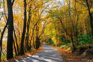 Bright and scenic landscape of new road across auttumn trees with fallen orange and yellow leaf. clipart