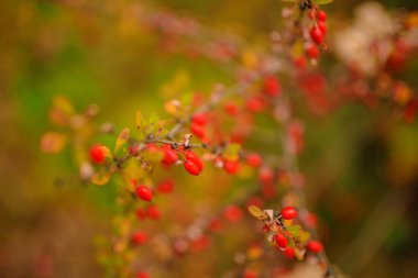 Köpek-gül çilek soyut dokusuna kadar kapatın ve dallarda yaprak.